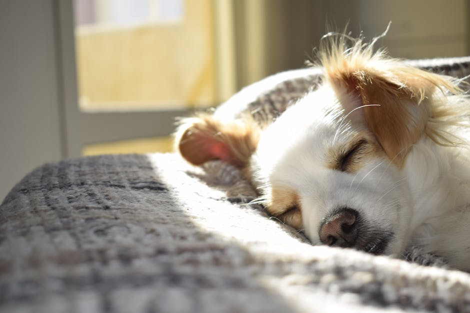 wann bekommen hunde zähne_1