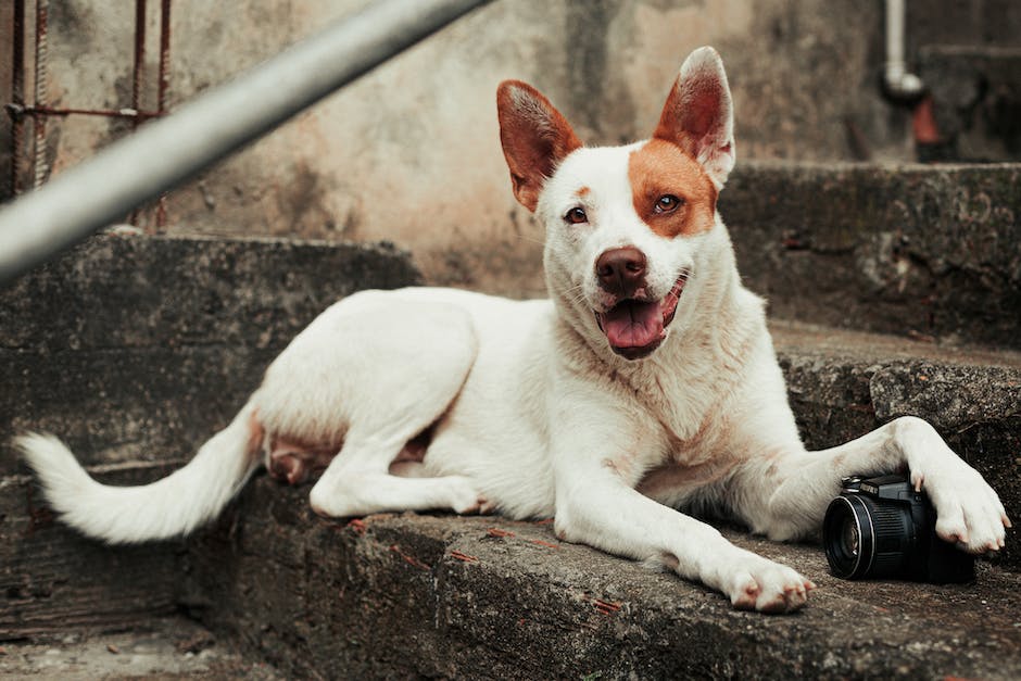  Zähnezahl eines Hundewelpen