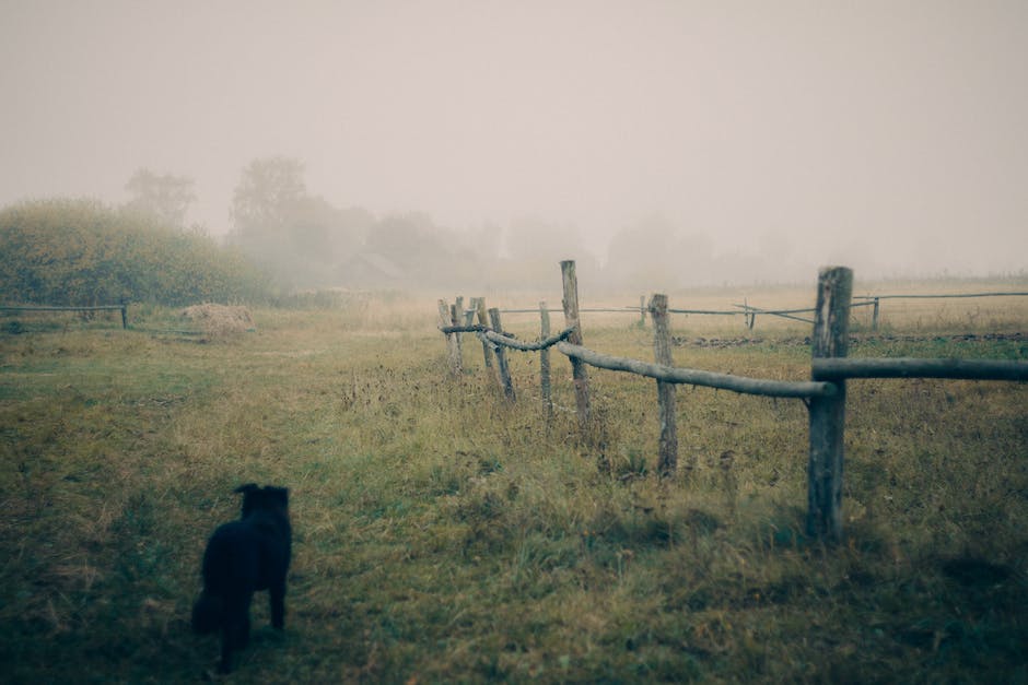  Kosten für Zähneziehen beim Hund