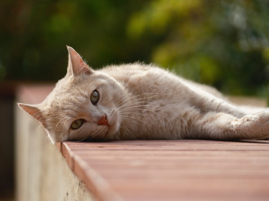 Kosten für Zahnentfernung bei Katzen